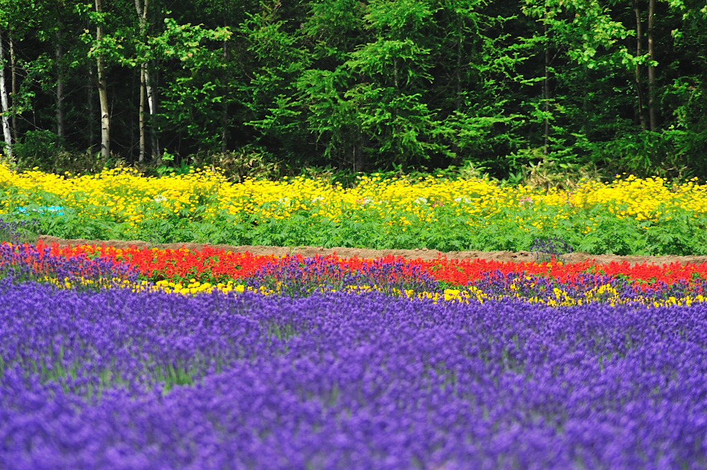 花のコントラスト