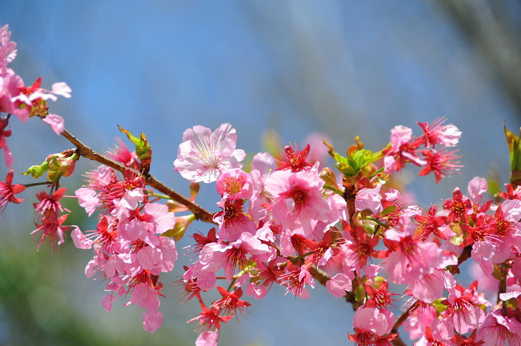 梅の花