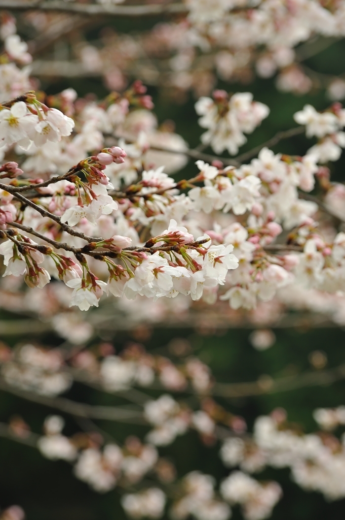 SAKURA