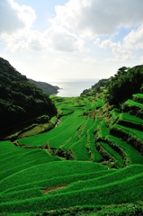 Green Rice Terrace