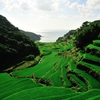 Green Rice Terrace