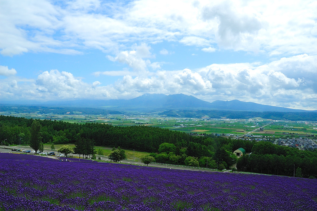 彩香の里　ラベンダーと十勝岳連峰