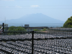 黒酢の畑と桜島　坂元の黒酢