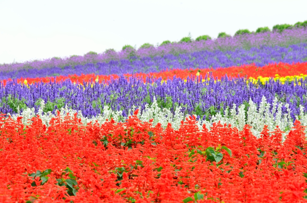 菅野ファームの花