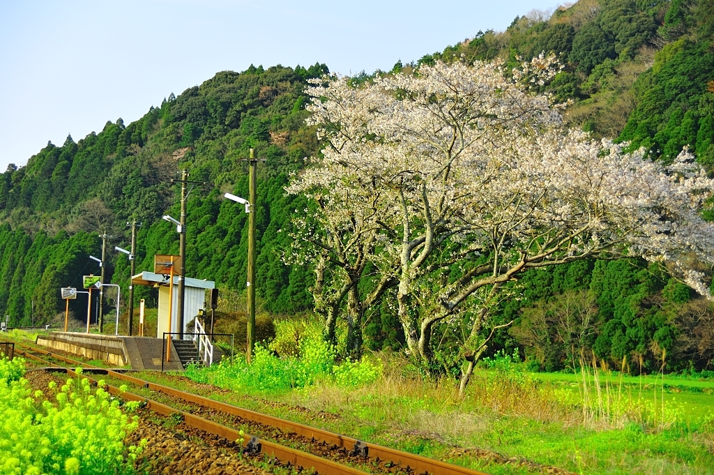 列車を待つ桜