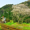 列車を待つ桜