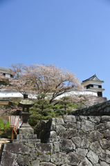 城の桜