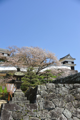 城の桜