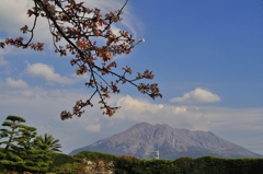 桜と火山(D5000)