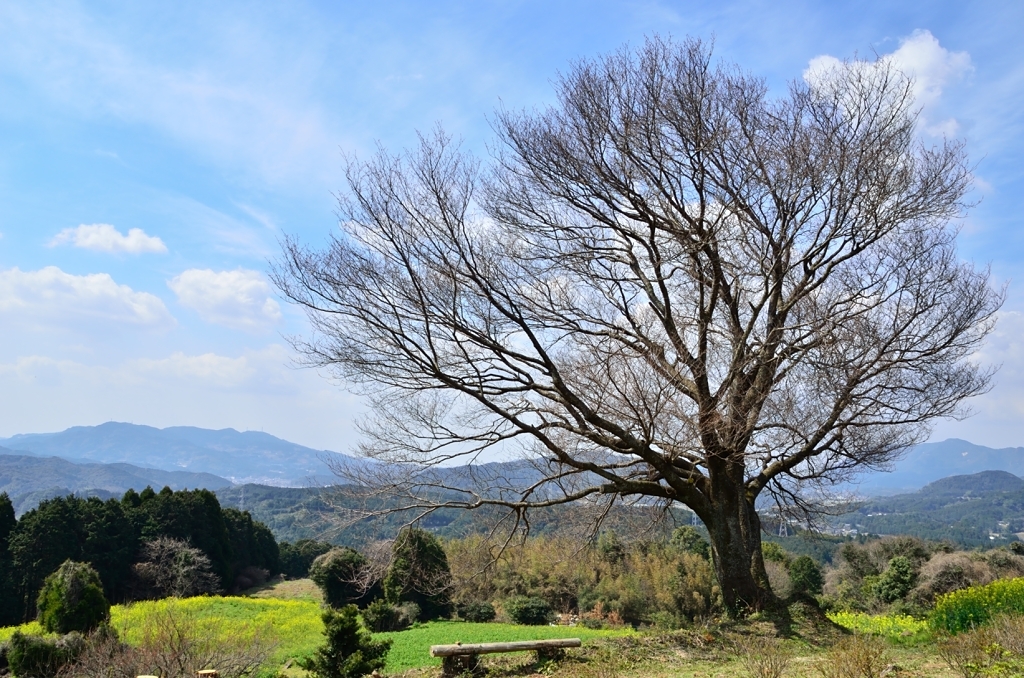 馬場の一本桜(D7000で撮影）