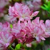つつじの花