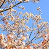 桜(D700)