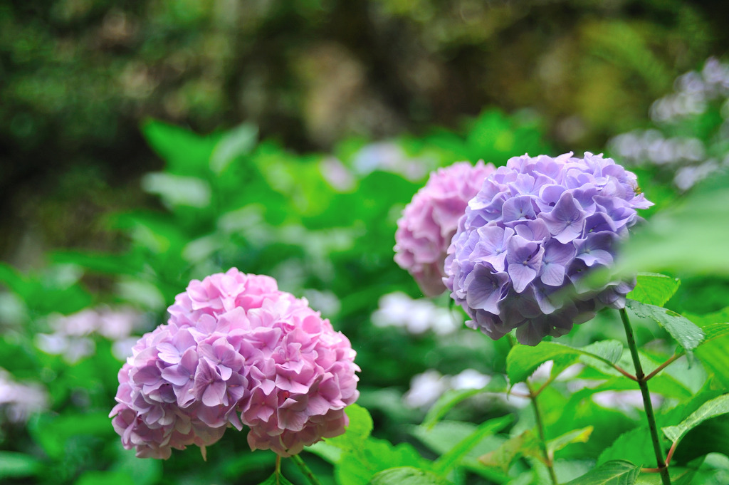 紫陽花