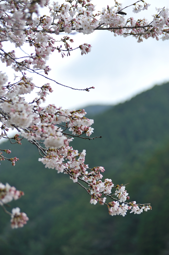 桜の枝