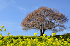 菜の花