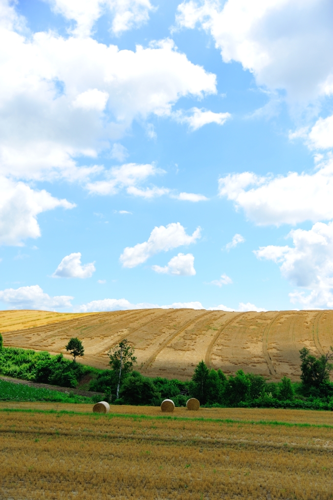 小麦畑と干草ロール