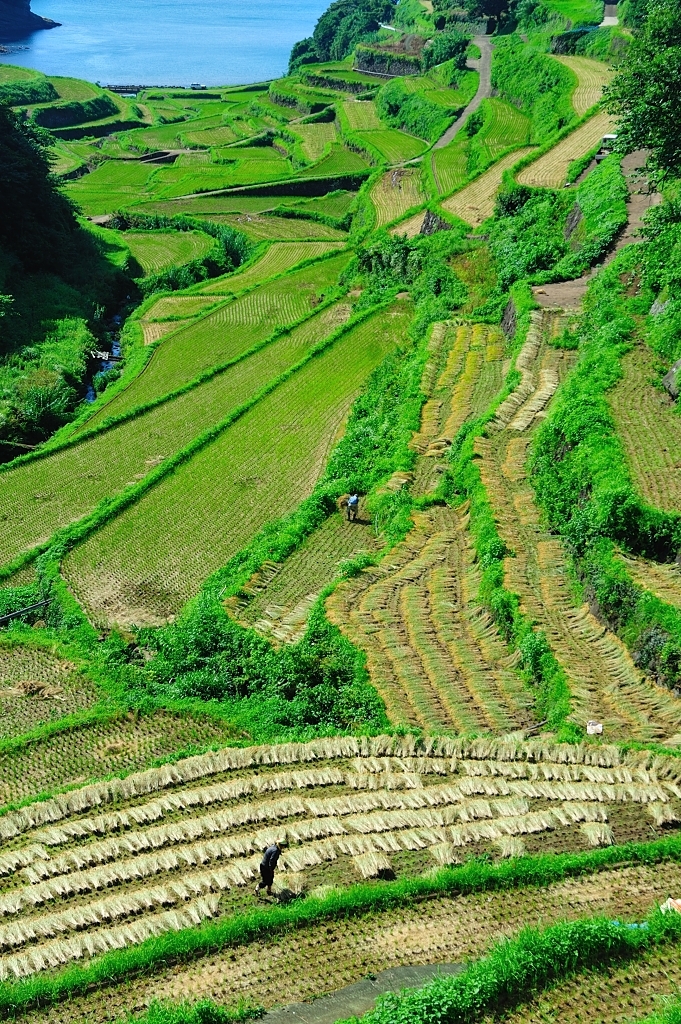 稲刈りはここだけよ