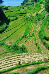 稲刈りはここだけよ