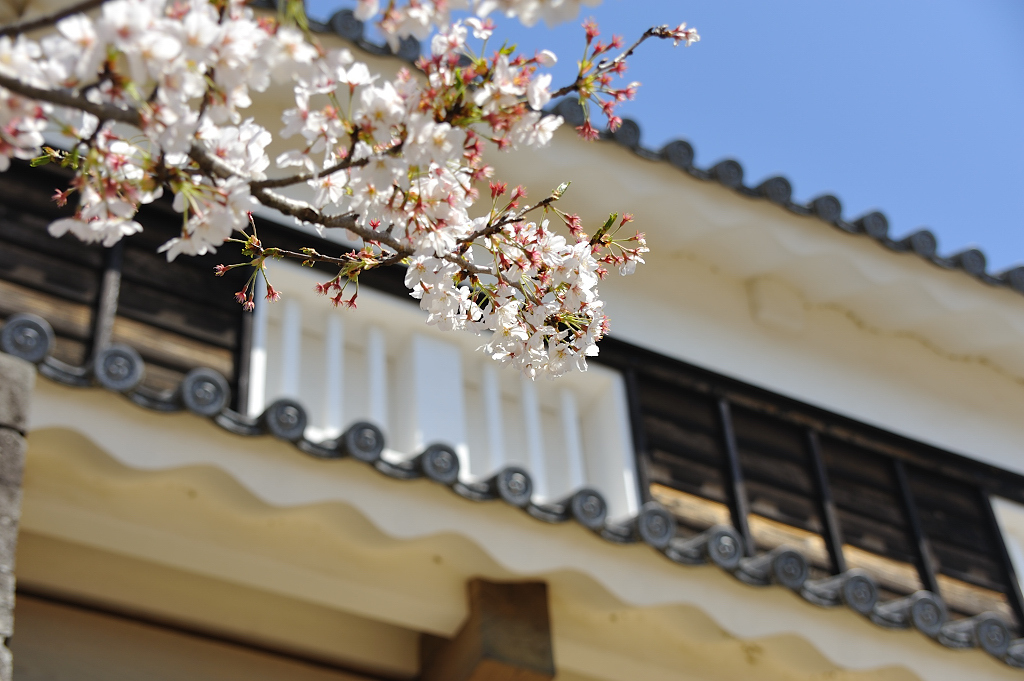 城門と桜