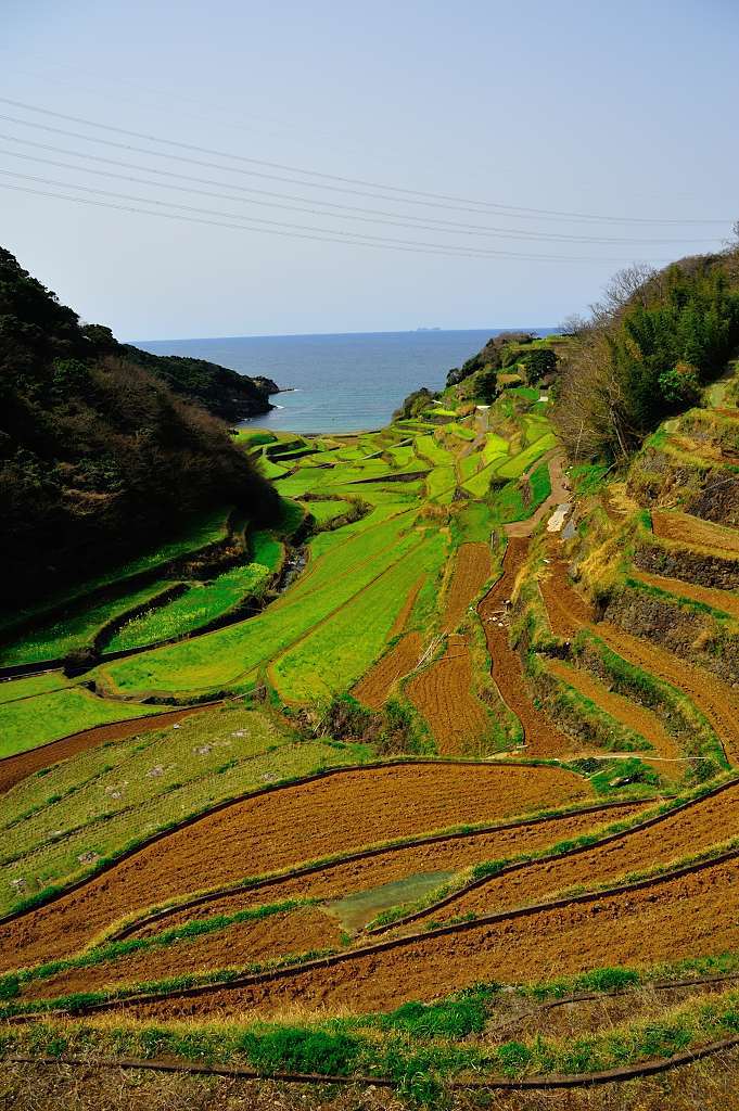 浜野浦の棚田