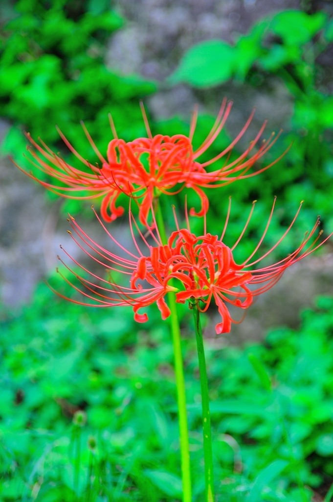 曼珠沙華