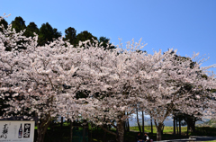 桜並木