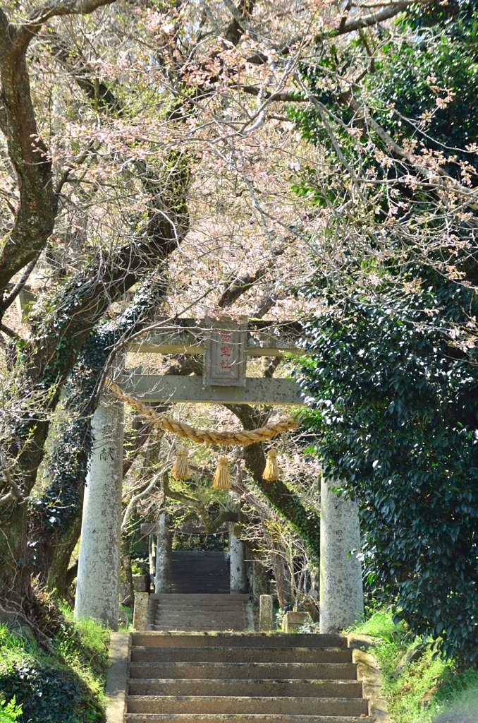 氏神様の桜