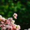 小さな花