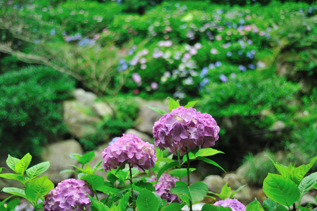 紫陽花