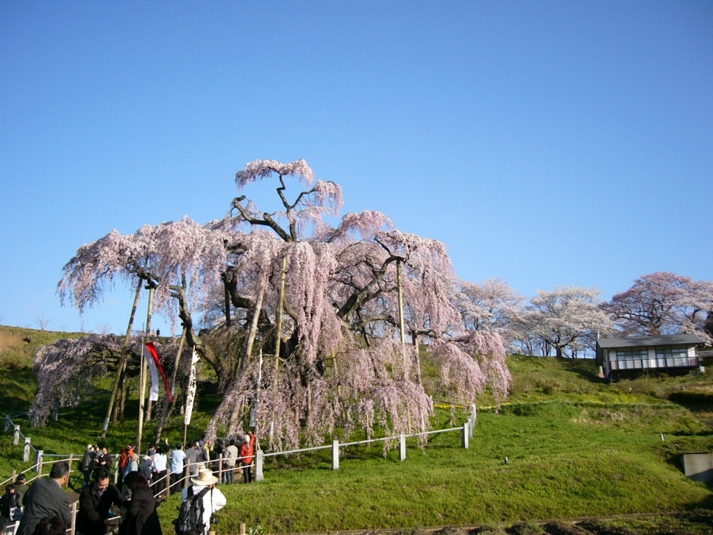 福島の思い出 三春の瀧桜