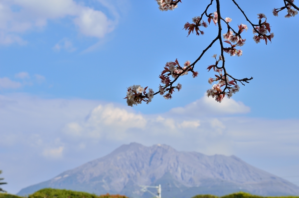 桜と火山(D7000)