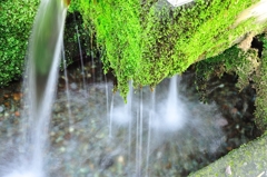 阿蘇神社の水