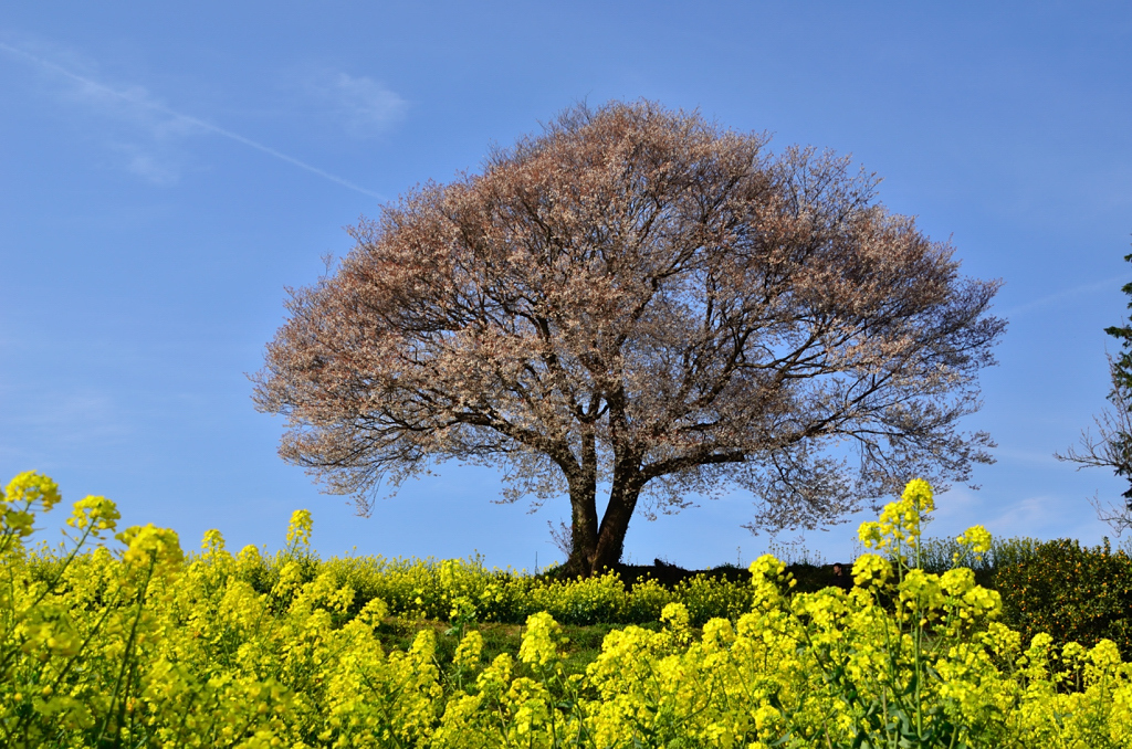 馬場の山桜