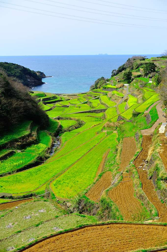 浜野浦の棚田　もう直ぐ苗代が・・・。