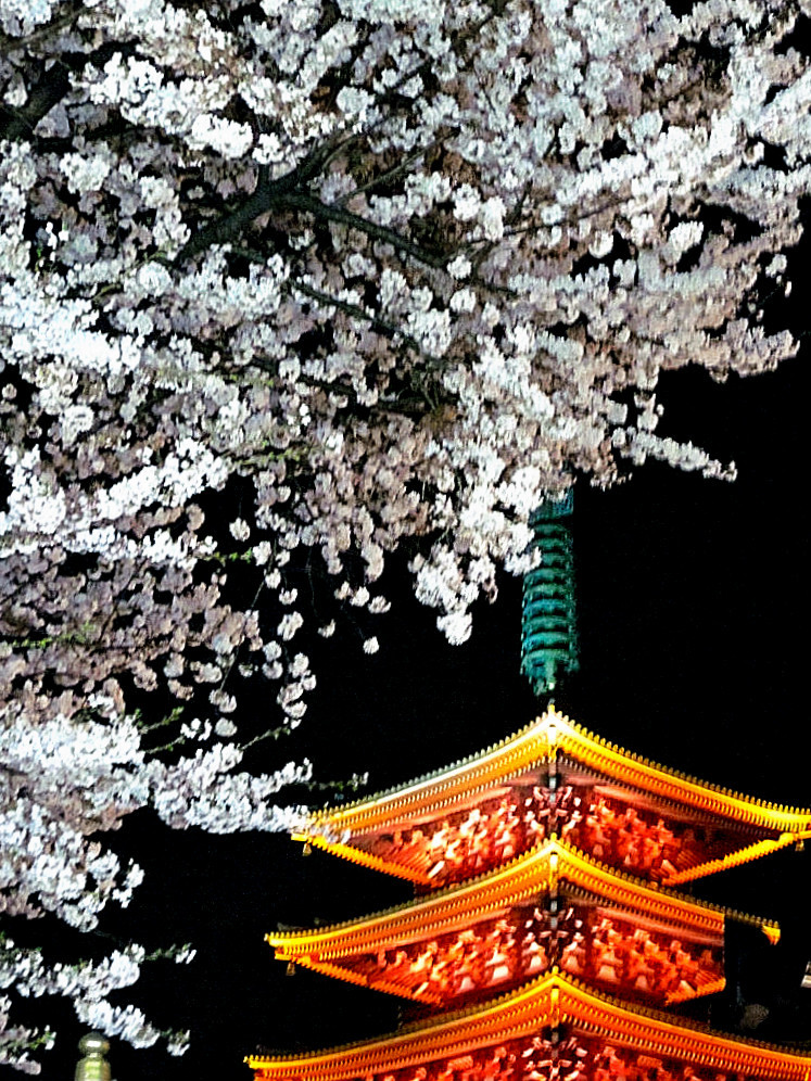 桜と五重塔