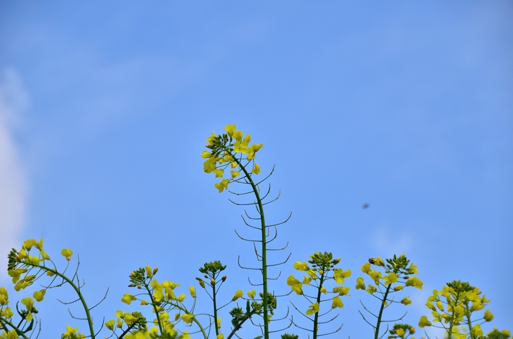 菜の花(D7000)