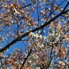 桜(D5000)