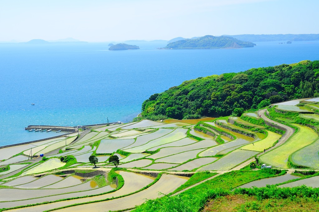 緑の棚田