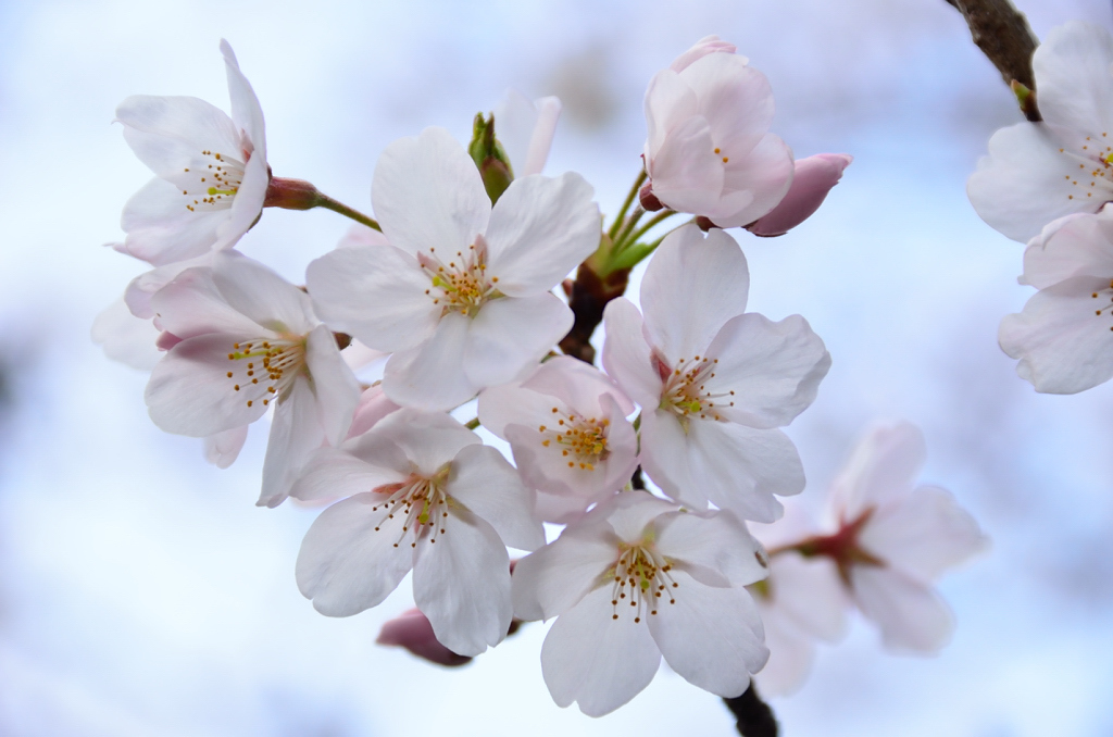 桜・さくら