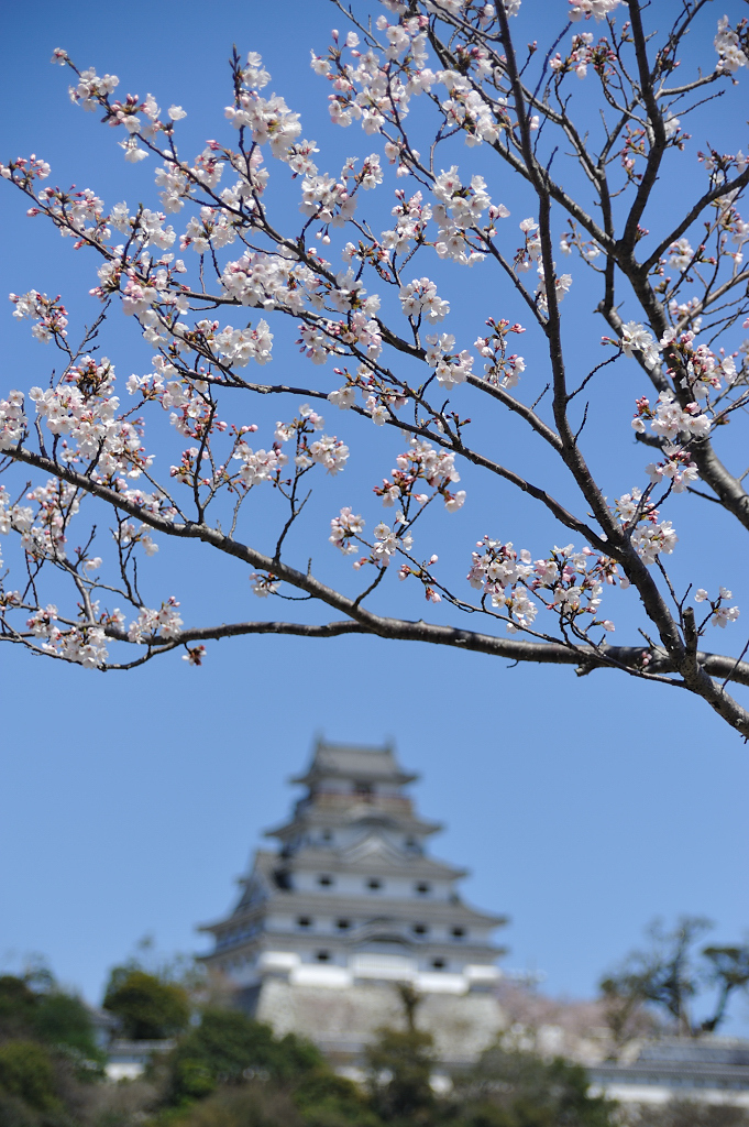 桜と唐津城