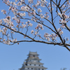 桜と唐津城