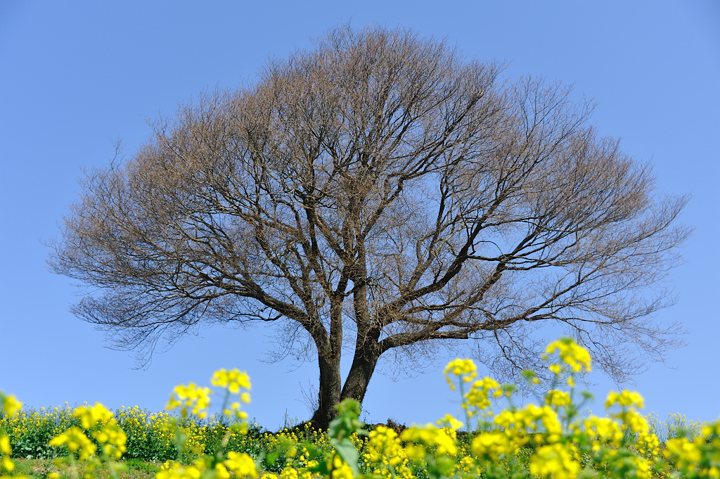 菜の花(D700で撮影)