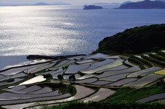 棚田の風景