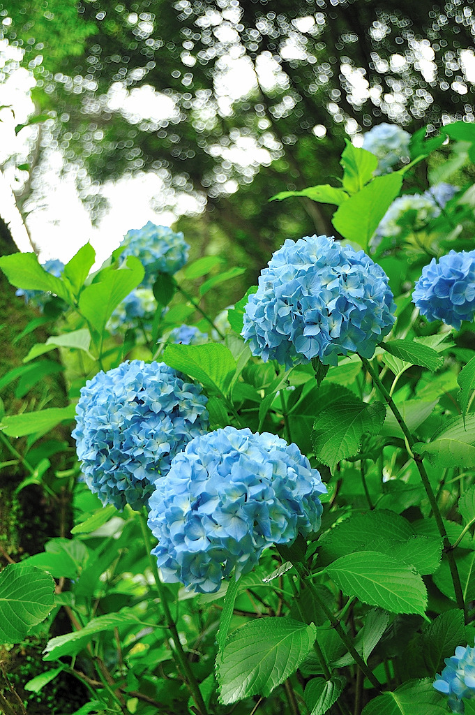 紫陽花