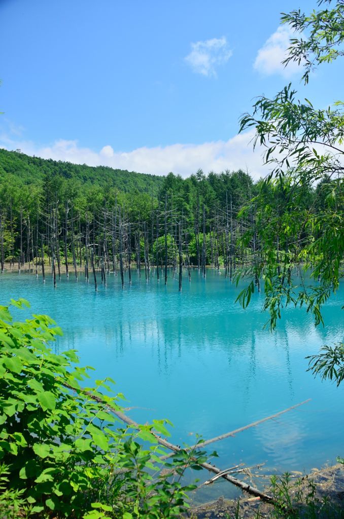 青い池