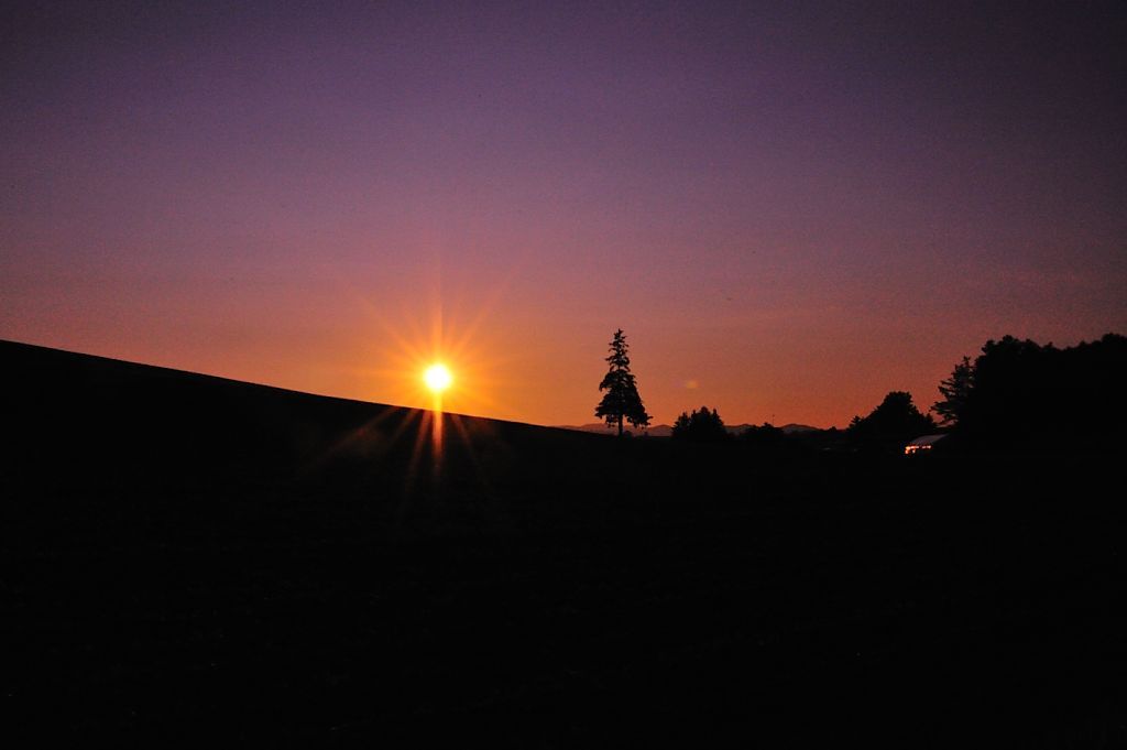 日没前のクリスマス・ツリーの木