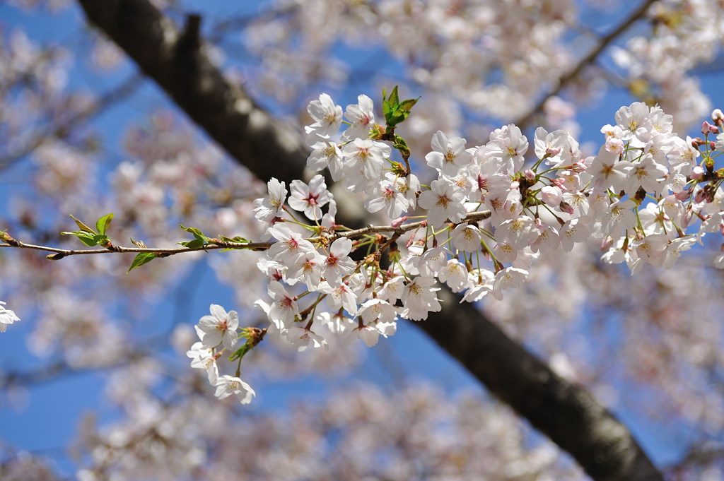 桜の枝