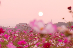 コスモス畑に沈む夕日
