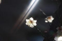 ひかりと花２