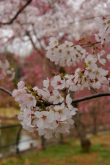 sakura1
